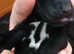 Gsp liver,roan ,black puppies