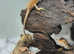 Bearded dragons