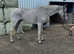 16.2 irish mare