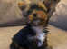 Pedigree  TEACUP YORKSHIRe terrier, ONLY ONE PUP LEFT!!! READY TO LEAVE NOW