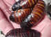 Madagascar Hissing Cockroach x 10 mixed ages including adults