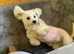 Bichon frise puppy for sale