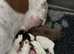 3 female miniature dachshund piebald