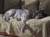 Neutered Irish wolfhound male