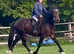15.2 bay cob gelding