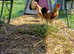 Silkie x Pekin - Breeding Quad
