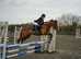 All round pony