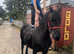 Freisian mare