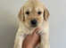 Adorable Golden Retriever Puppies