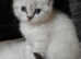 British short haired cross kitten for sale