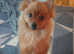 1 boy puppy for sale