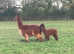 Alpacas