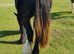 Rising 2yr old shire x cob filly