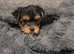 Yorkshire terrier puppies, ready today!