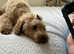 Labradoodle