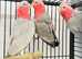 Stunning young Galah talking parrot
