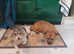 Beautiful female Norfolk Terrier X Sporting Lucas