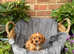 Ready Now - Cavalier King Charles boys & girls