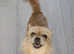 Norfolk terrier cross