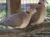 A lovely pair of Barbary doves for sale