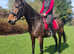 Belle 16.2hh Irish Sports Horse