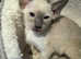 3 cute blue and lilac point oriental Siamese