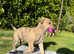 Pure breed Hungarian Greyhound