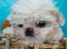 Stunning pure white extremely small kc reg baby boy/girl