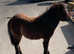 Filly registered miniature filly