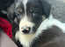 Border Collie pups for sale