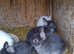 First class Netherlands Dwarf kits ready to leave Monday 19 May