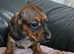 6 stunning Dachshunds