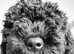 Beautiful Spanish Water Dog Puppies