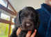 Sproker puppies