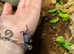 Purple Vampire Crabs at Birmingham Reptiles