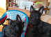 Fully vaccination Scottish terriers girls puppies available