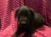 Lovely Labradors