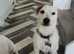 Parson Russell terrier