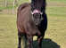 Companion pony