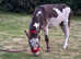 Oscar . 3 year old gorgeous Donkey for sale