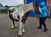 Brown and white mare