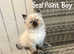 BEAUTIFUL RAGDOLL KITTENS READY TO LEAVE NOW