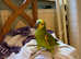 Blue fronted Amazon 1 yr old