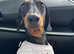 Beautiful Female Dachshund