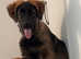 Belgian Mali x Cane Corso