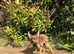 Russian toy terrier now reserved