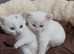 2 Beautiful White Kittens 1 BOY LEFT