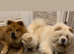 Boy chow chow polar white