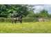 Arabian gelding 2 years , show quality