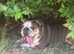 Female british bulldog looking for good home